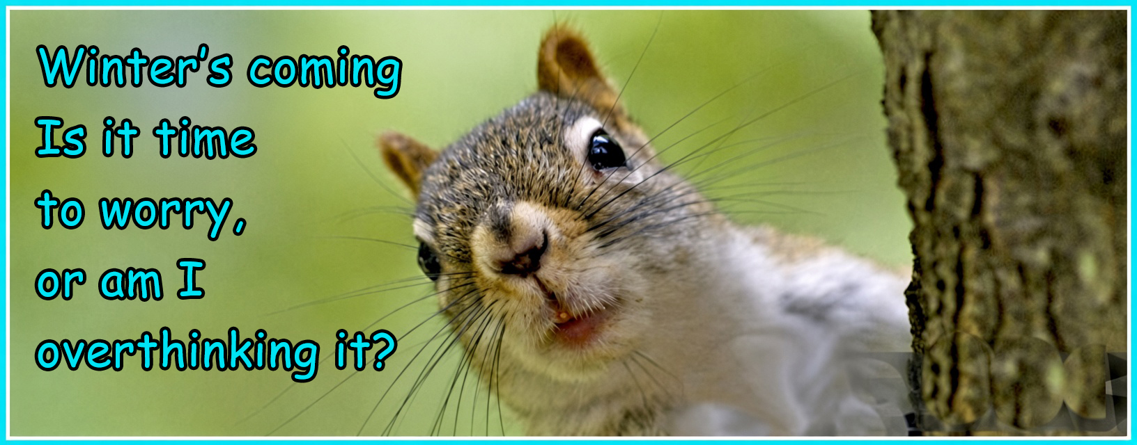 Cute squirrel looking worried about winter - Tony's Texas Squirrel Feeder